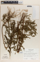 Phyllanthus niruri image