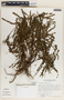 Phyllanthus niruri image