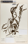 Phyllanthus niruri image