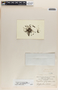 Phyllanthus pentaphyllus C. Wright ex Griseb., Mexico, M. Sessé 4453, F