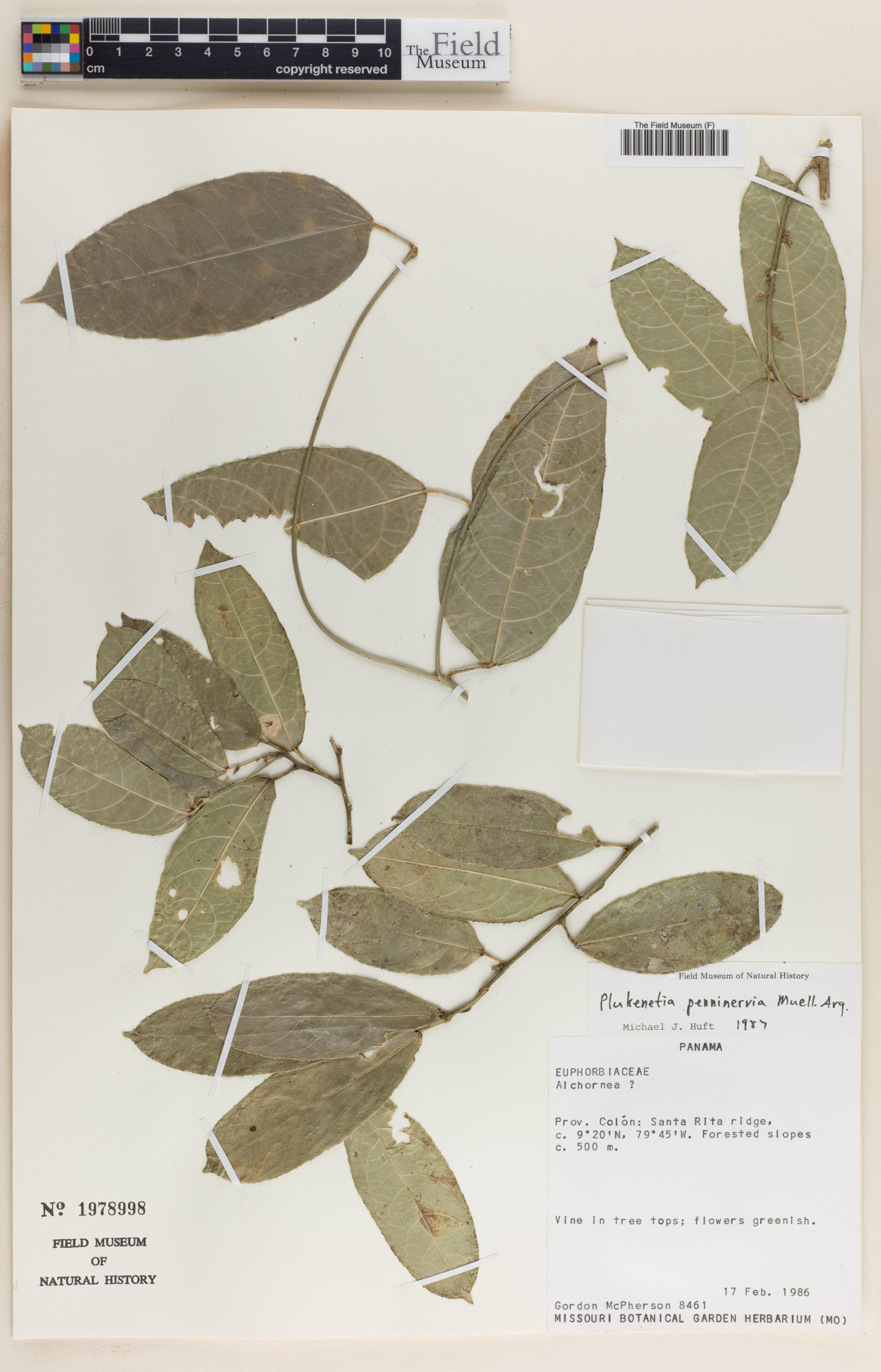 Plukenetia penninervia image