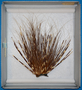 64002 ekofue, animal hair; porqupine quill headdress