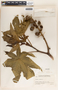 Ricinus communis L., Guatemala, P. C. Standley 83981, F