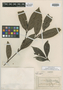 Psychotria sralensis Pierre ex Pit., Cambodia, J. B. L. Pierre 1253, Isosyntype, F