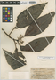 Psychotria degeneri Fosberg, FIJI, O. Degener 15374, Isotype, F