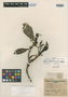 Psychotria hexandra image