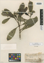 Psychotria pittosporifolia Fosberg, FIJI, O. Degener 15180, Isotype, F