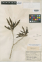 Psychotria salicifolia Schltr., NEW CALEDONIA, F. R. R. Schlechter 15551, Isotype, F