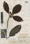 Psychotria schumanniana Schltr., NEW CALEDONIA, F. R. R. Schlechter 15400, Isotype, F