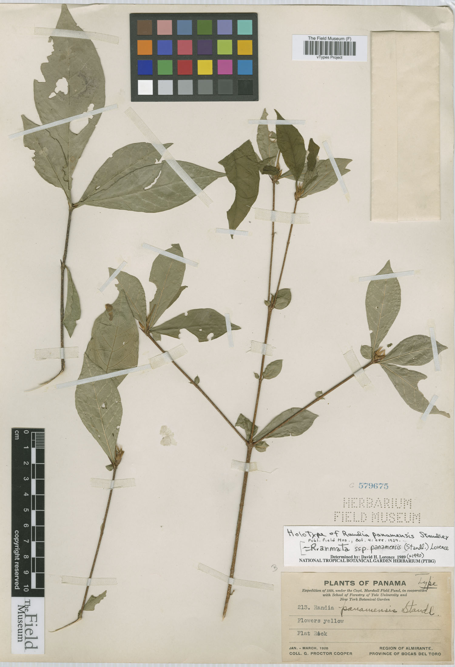Randia armata subsp. panamensis image