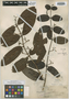 Randia heterophylla Balf. f., J. B. Balfour 1154, Isosyntype, F