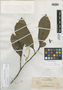 Randia ebracteata Elmer, Philippines, A. D. E. Elmer 13114, Isotype, F