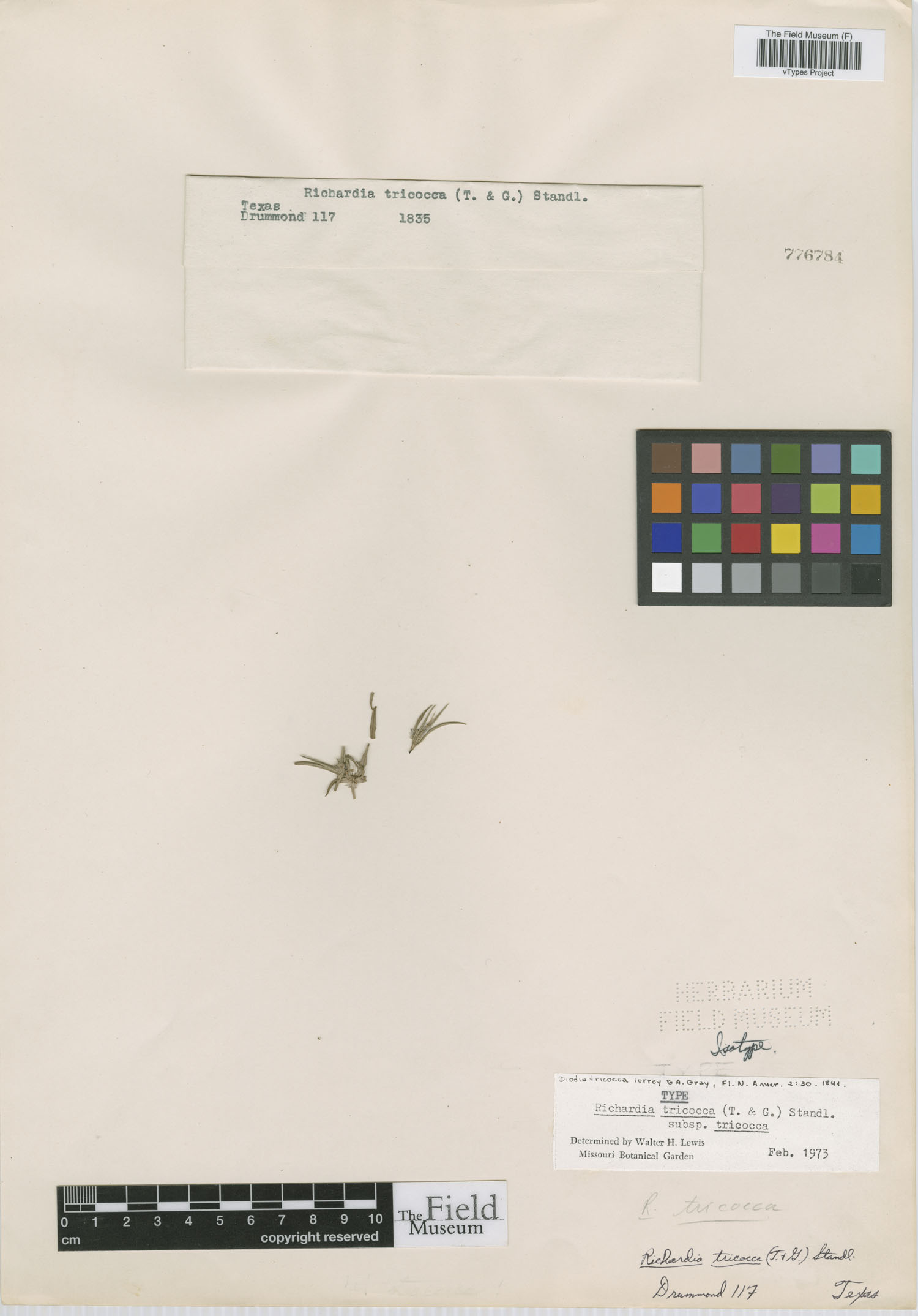 Diodia tricocca image