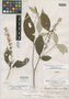 Rondeletia myriantha var. armentalis L. O. Williams, GUATEMALA, A. F. Skutch 1776, Holotype, F