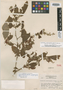 Arachnothryx thiemei image
