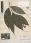 Rondeletia urophylla Standl. & L. O. Williams, COSTA RICA, P. H. Allen 6291, Holotype, F
