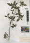 Rondeletia combsii Greenm., CUBA, R. Combs 527, Isotype, F