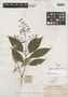 Rudgea longirostris Rusby, COLOMBIA, Herb. H. Smith 1819, Isotype, F