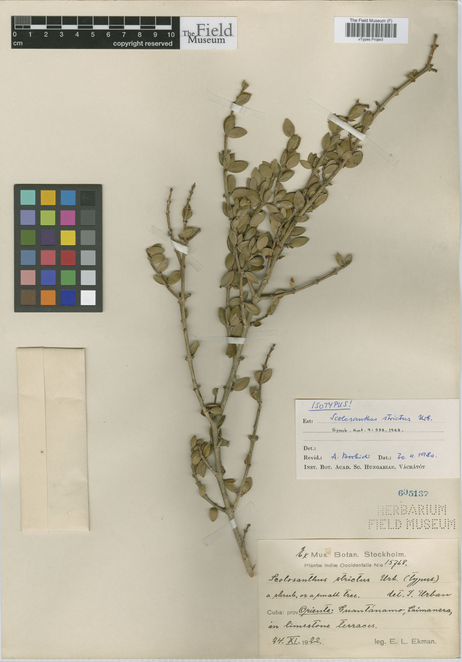 Scolosanthus strictus image