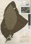 Sommera rivularis L. O. Williams, COSTA RICA, P. H. Allen 5431, Holotype, F