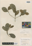 Acronychia pauciflora C. T. White, AUSTRALIA, M. S. Clemens, Isotype, F