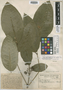 Amyris costaricensis Standl., COSTA RICA, A. M. Brenes 509, Holotype, F