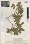 Esenbeckia mollis Miq., J. S. Blanchet 3090, Isotype, F