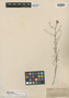Haplophyllum longifolium Boiss., Palestine, P. E. Boissier, Isotype, F