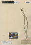 Haplophyllum sylvaticum Boiss., Syria, P. E. Boissier, Isotype, F