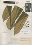 Leptothyrsa sprucei Benth. & Hook., R. Spruce 2596, Isotype, F