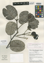 Melicope perlmanii Florence, S. P. Perlman 10215, Isotype, F