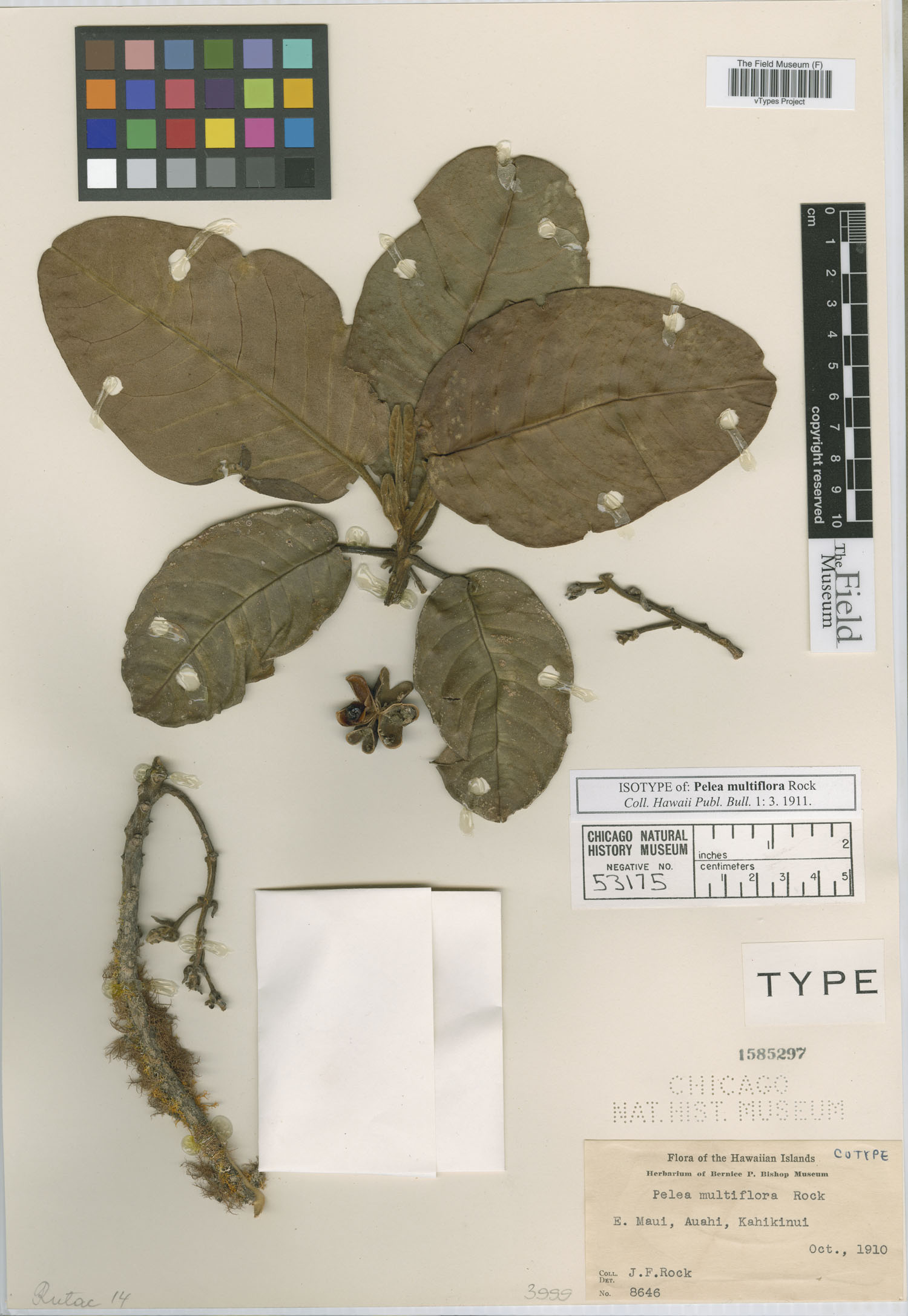 Pelea multiflora image