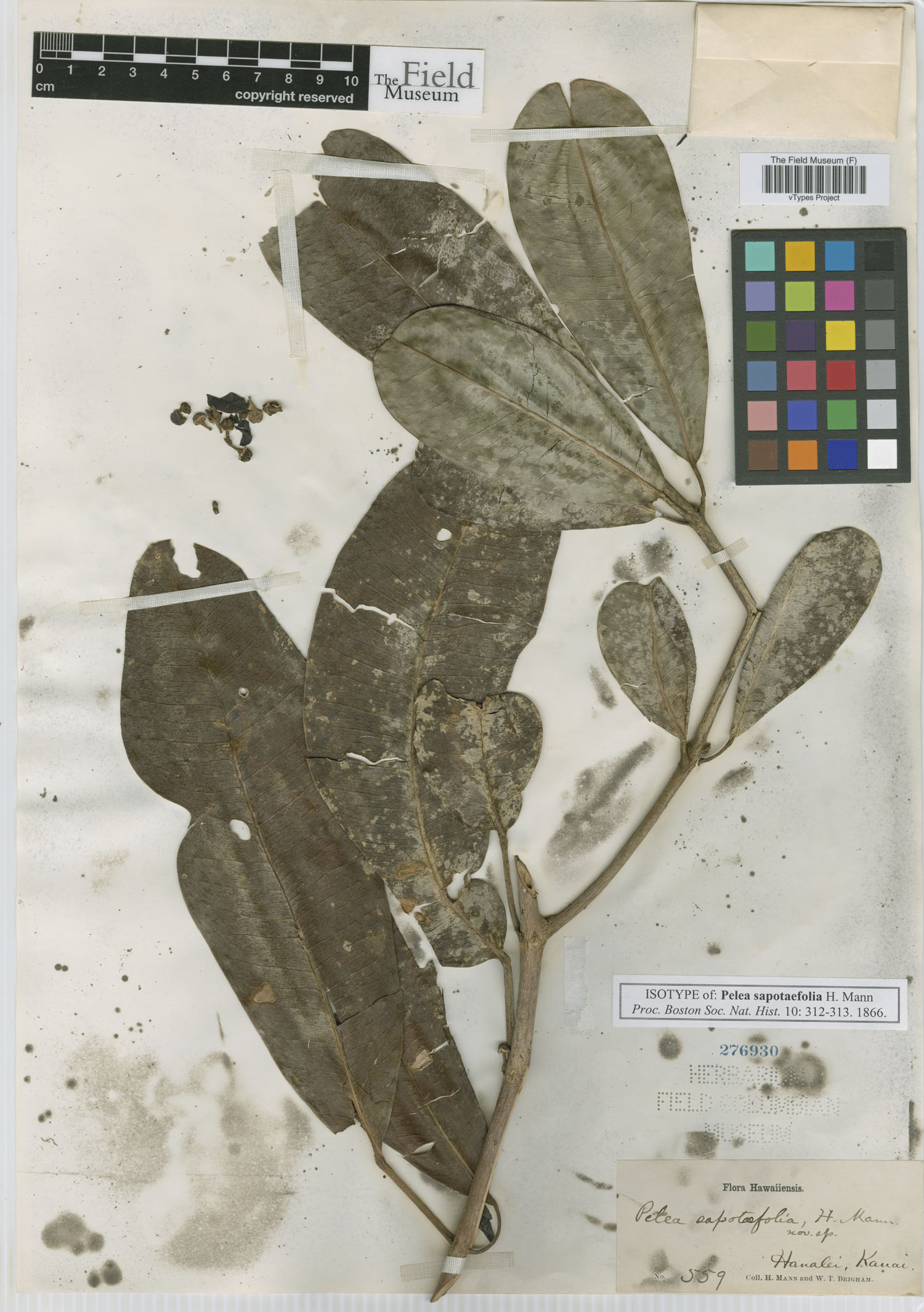 Pelea clusiifolia var. sapotaefolia image