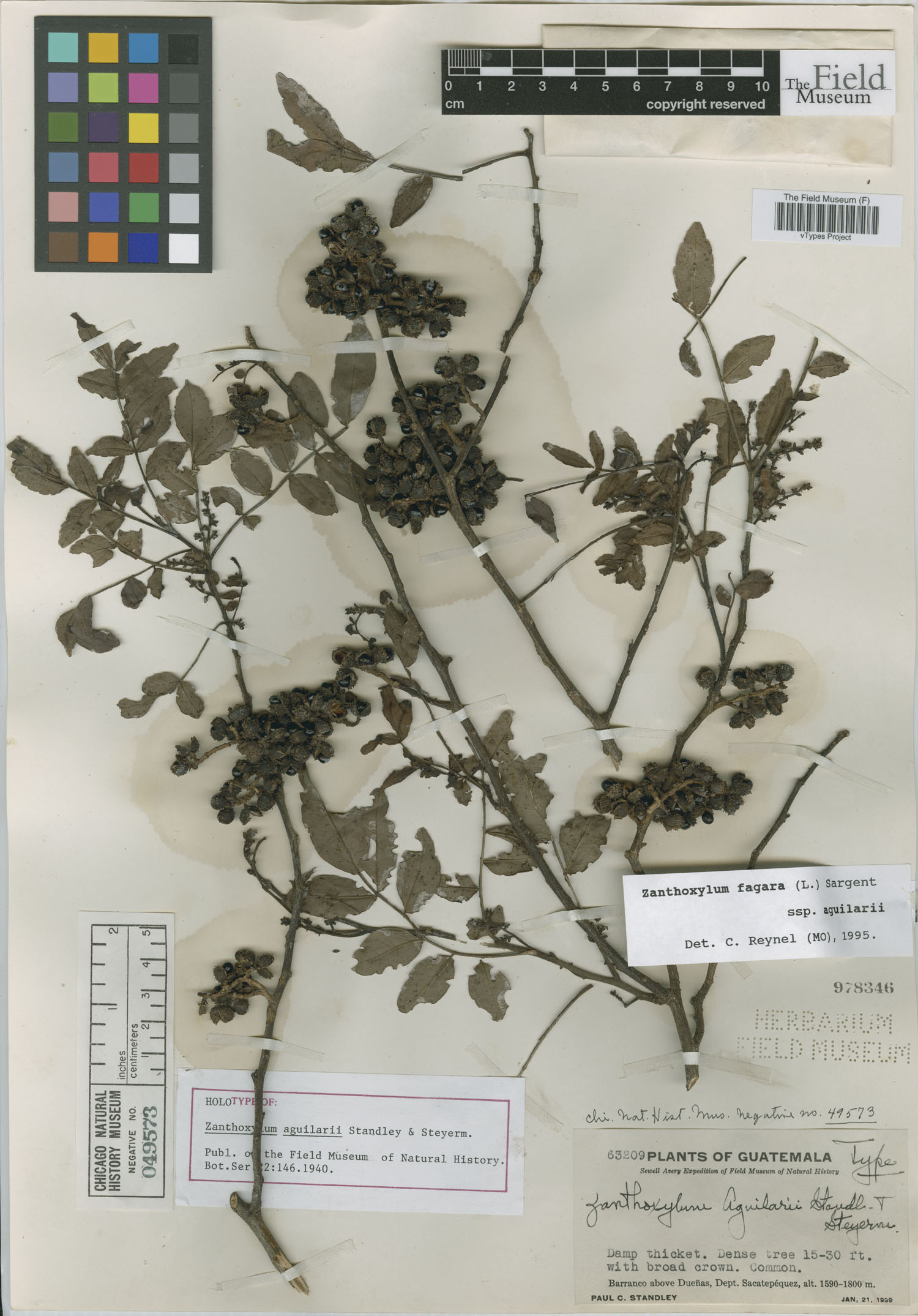 Zanthoxylum fagara subsp. aguilarii image