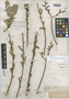 Salix austinae image