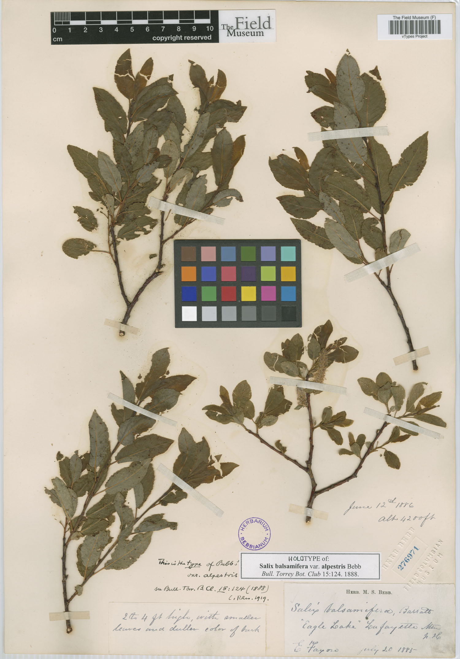 Salix balsamifera var. alpestris image