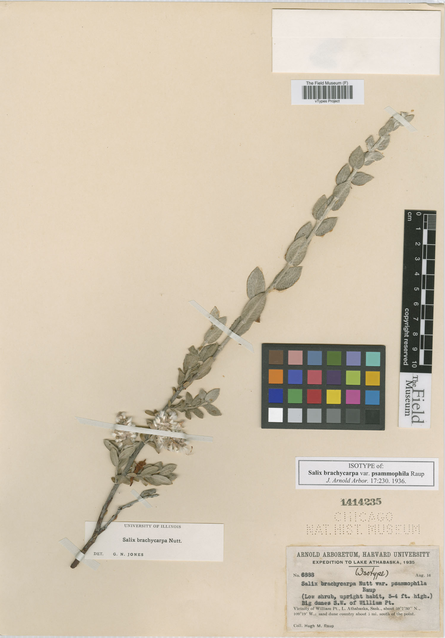 Salix brachycarpa var. psammophila image