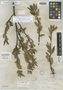 Salix lemmonii var. macrostachya image