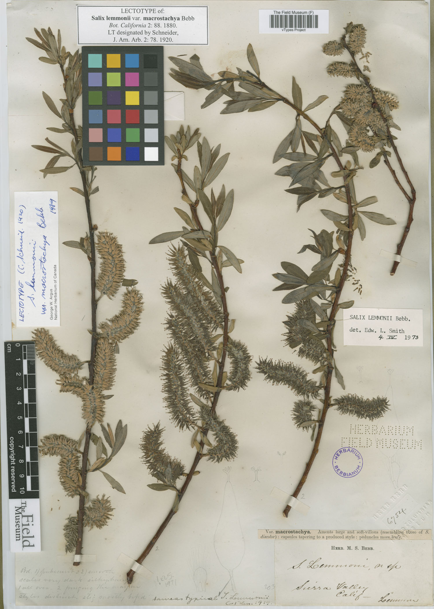 Salix lemmonii var. macrostachya image