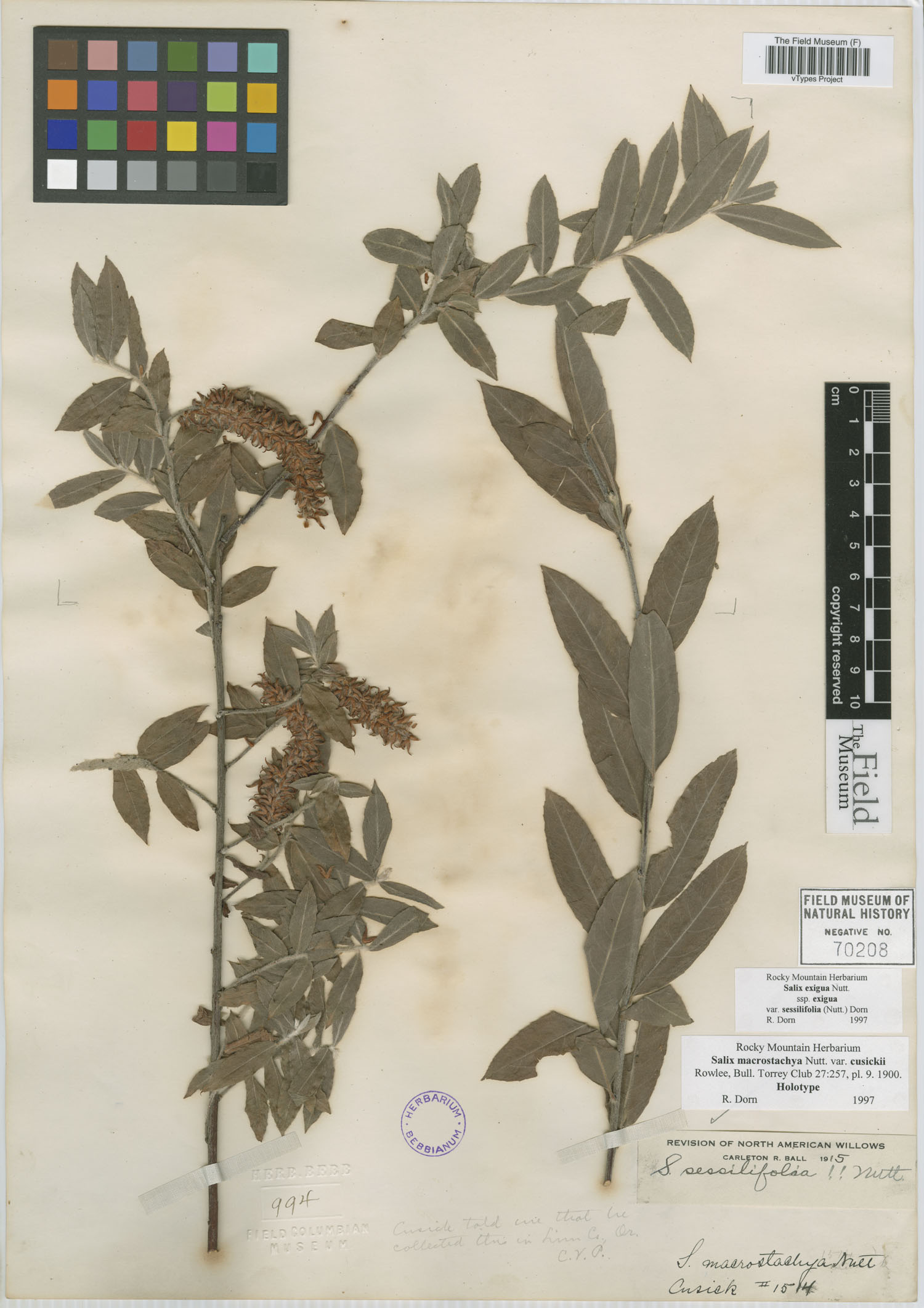 Salix macrostachya var. cusickii image