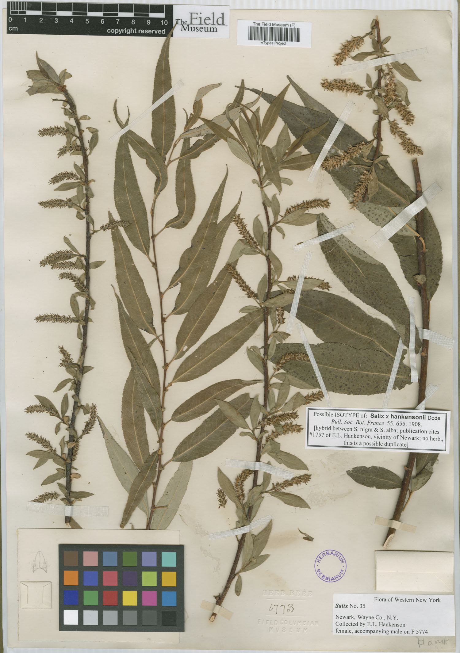 Salix hankensonii image