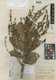 Cupania scrobiculata image