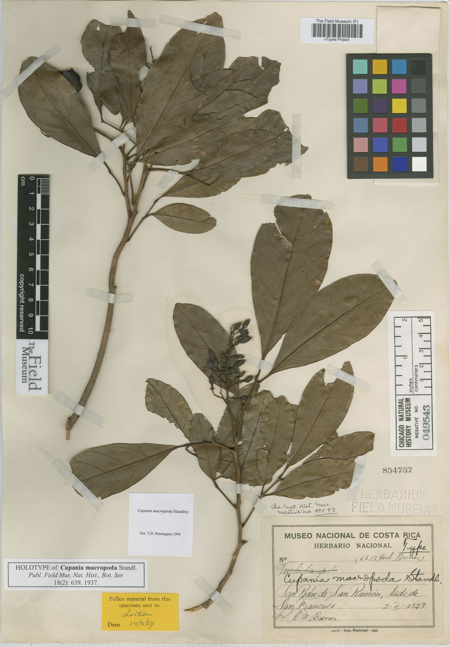 Cupania juglandifolia image