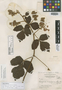 Serjania cissifolia Standl., PANAMA, P. H. Allen 1021, Holotype, F