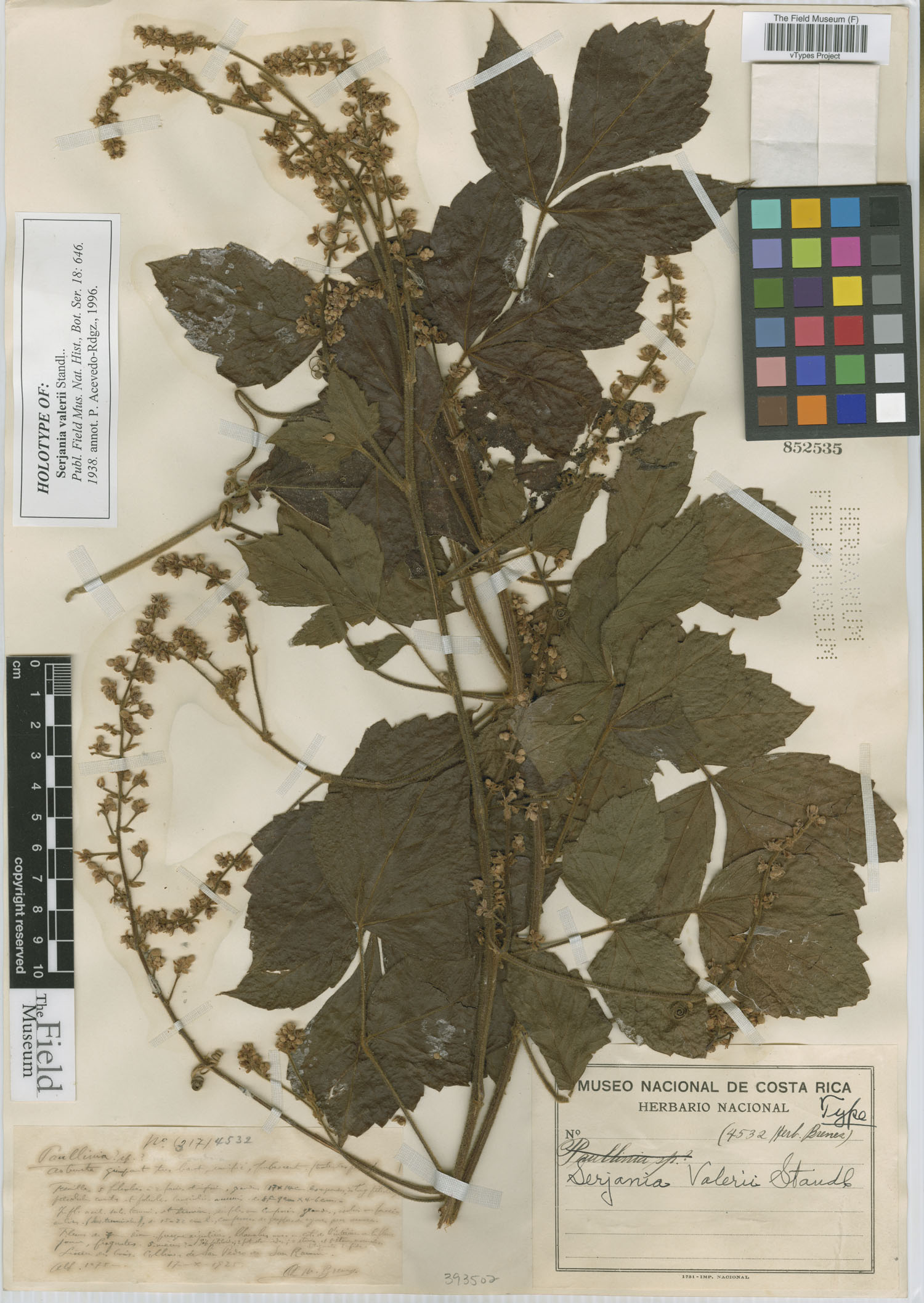 Serjania valerioi image