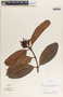 Allomarkgrafia plumeriiflora image