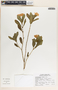 Catharanthus roseus (L.) G. Don, Mexico, M. H. Méndez 42, F