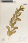 Catharanthus roseus (L.) G. Don, Nicaragua, H. Zelaya M. 2263, F