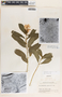Catharanthus roseus (L.) G. Don, El Salvador, M. C. Carlson 314, F
