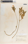 Catharanthus roseus (L.) G. Don, Honduras, T. G. Yuncker 4818, F
